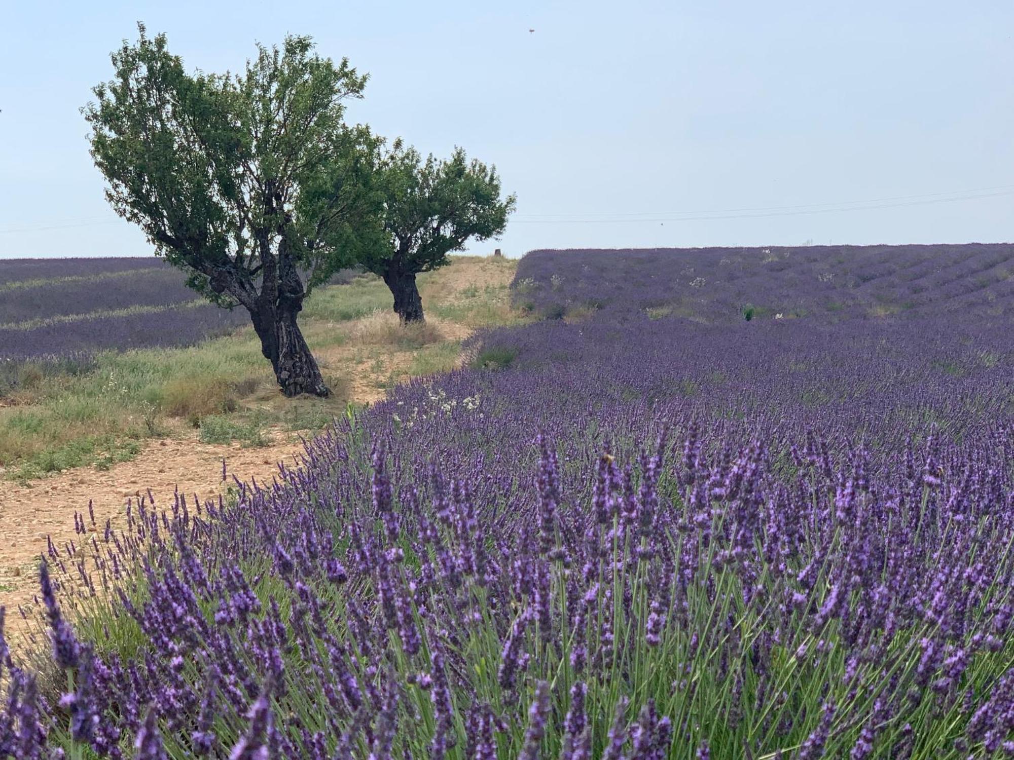 Éguilles Studio Nuitee En Provence 2 المظهر الخارجي الصورة